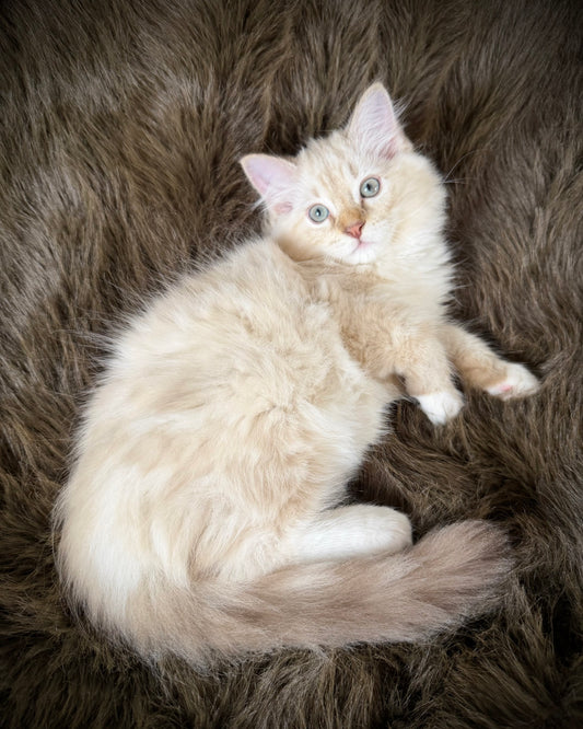 Star   - MALE  - chocolate mink lynx mitted