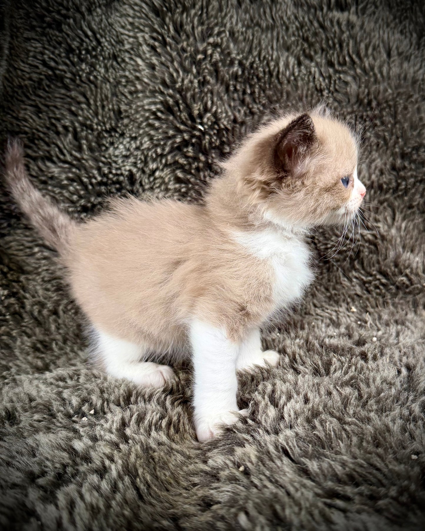 PICASSO  - MALE  - seal bicolor sepia/Mink