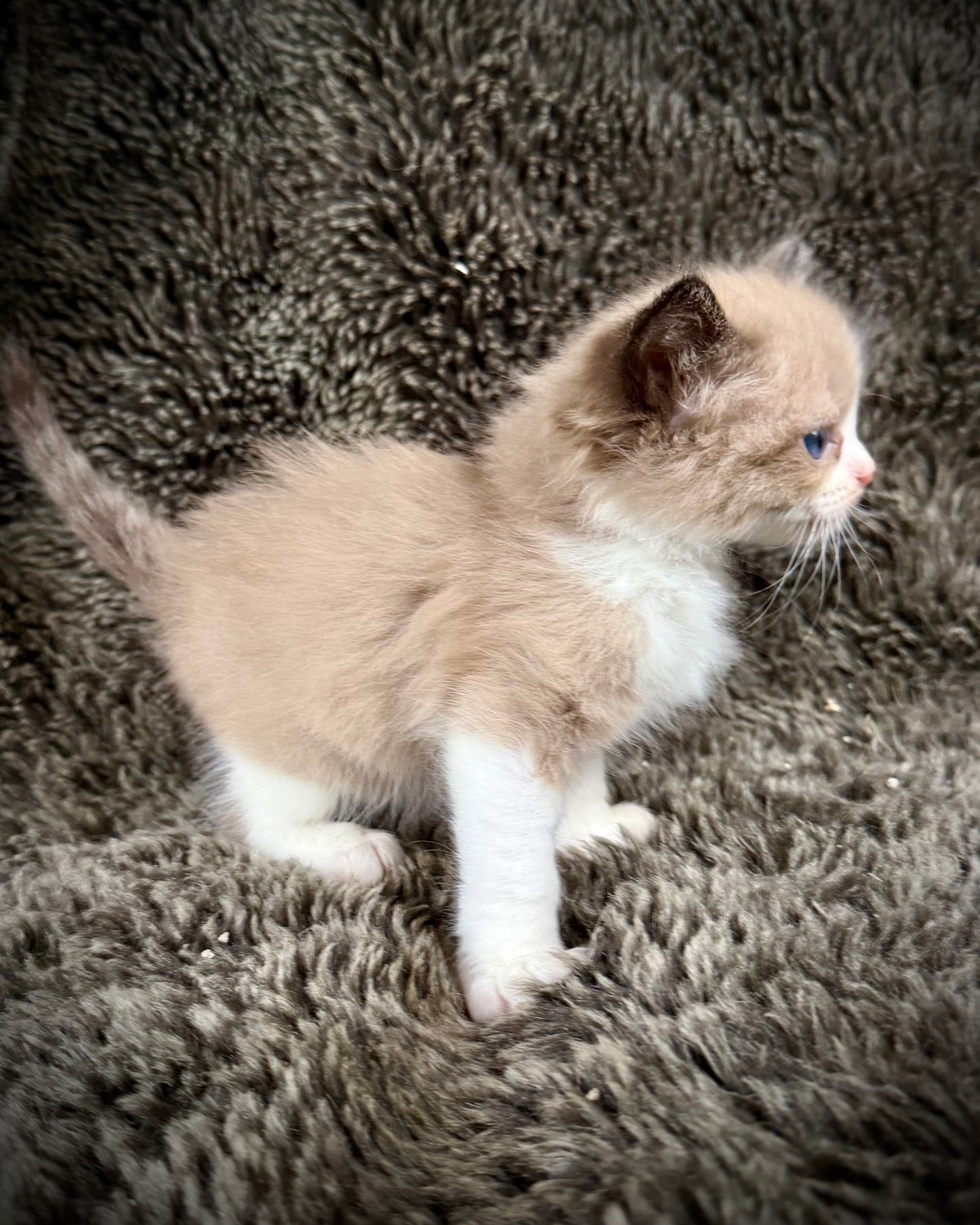 PICASSO  - MALE  - seal bicolor sepia/Mink