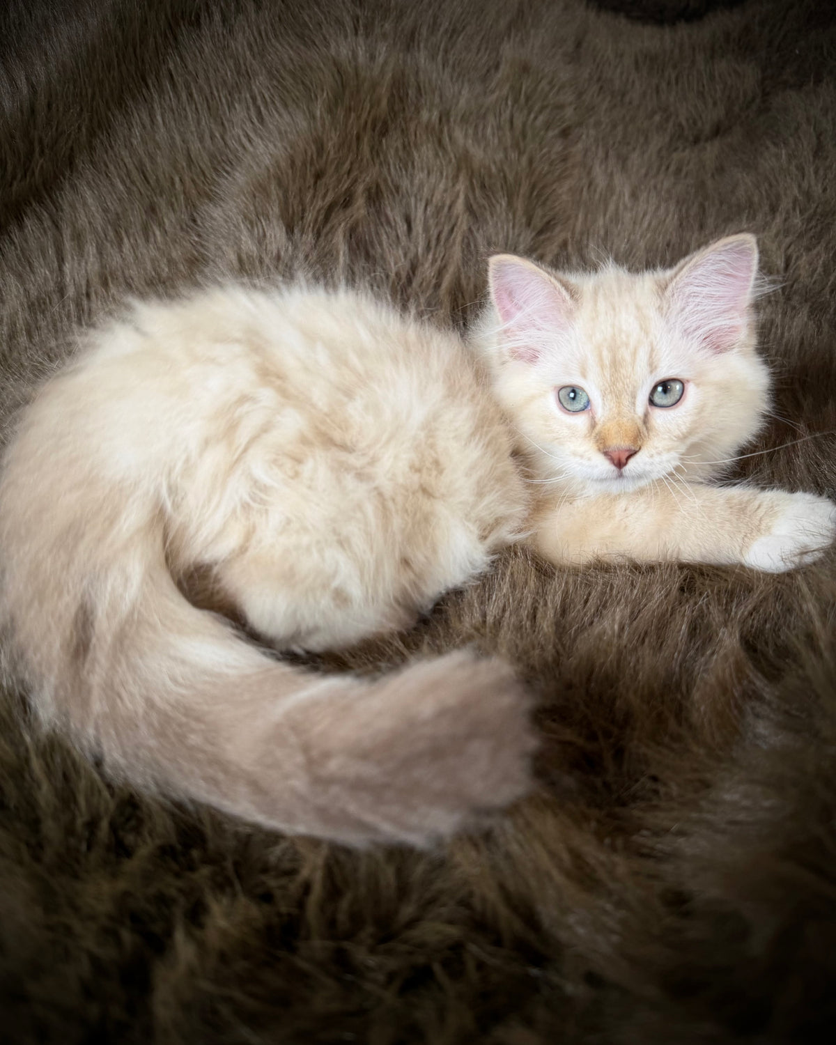 Star   - MALE  - chocolate mink lynx mitted