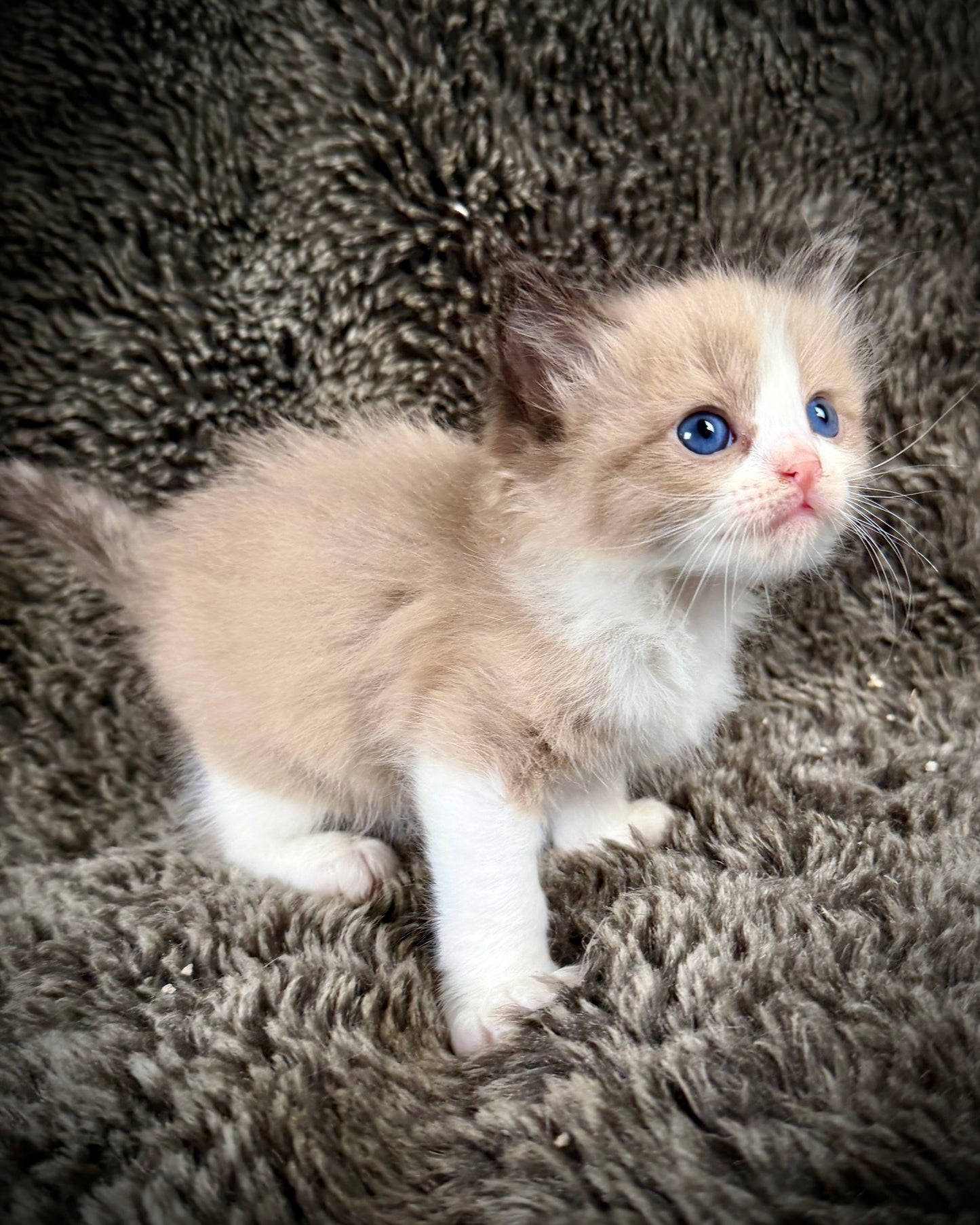 PICASSO  - MALE  - seal bicolor sepia/Mink