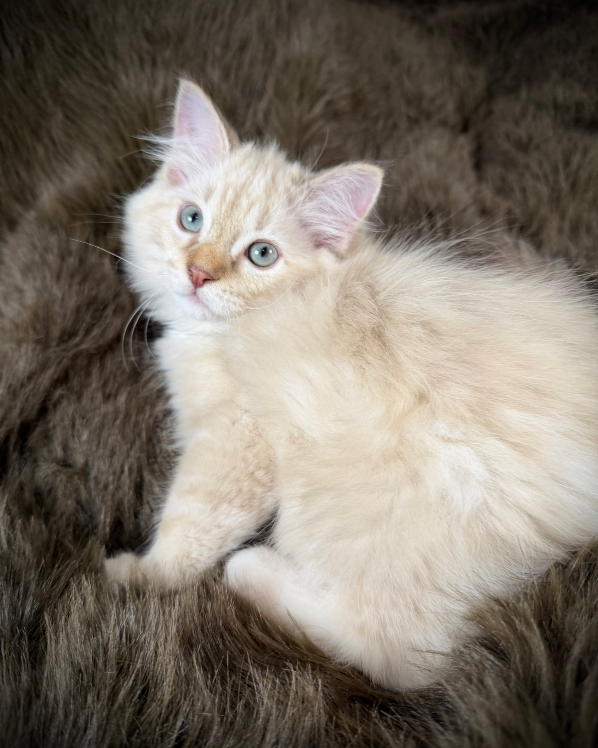 Star   - MALE  - chocolate mink lynx mitted