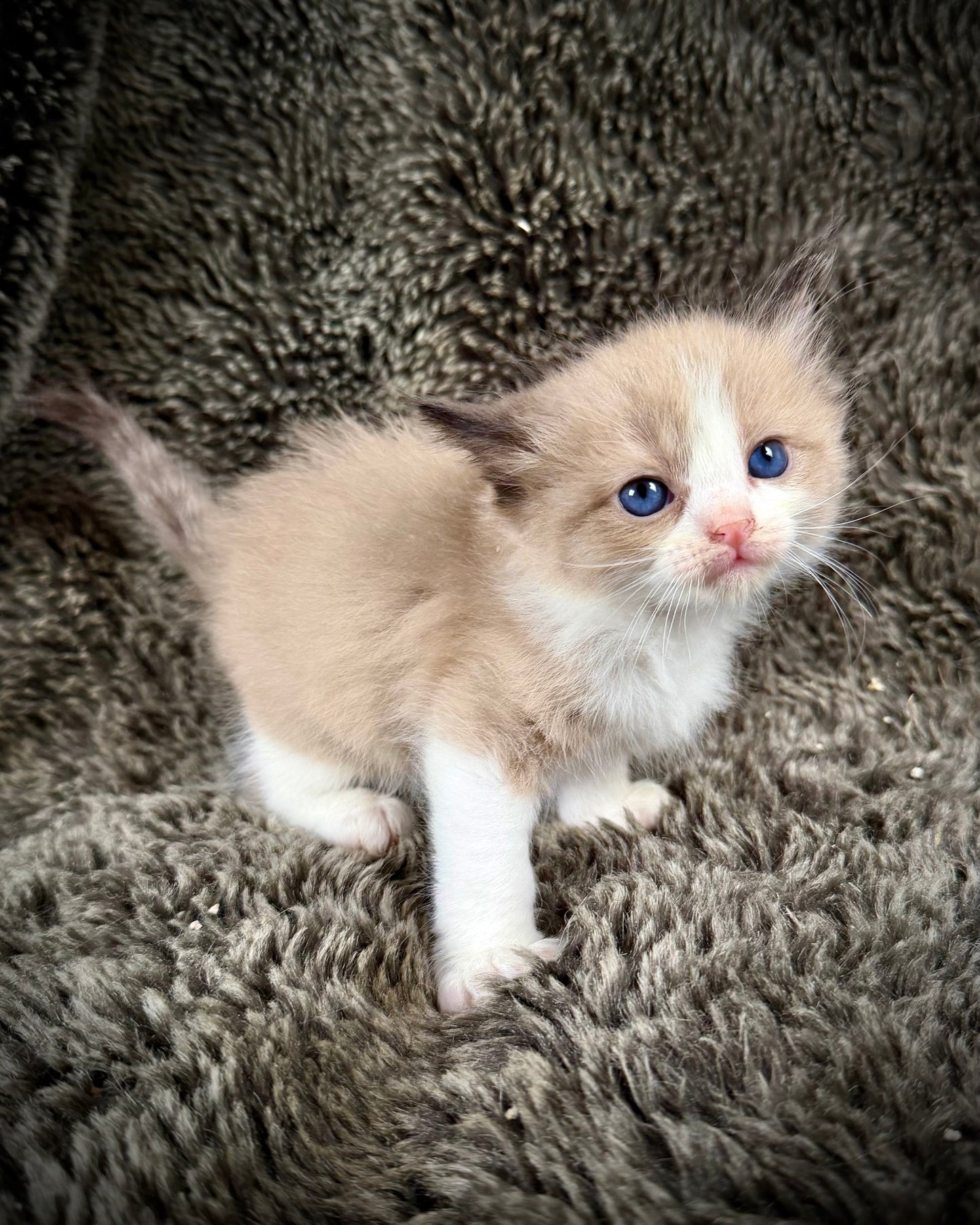 PICASSO  - MALE  - seal bicolor sepia/Mink