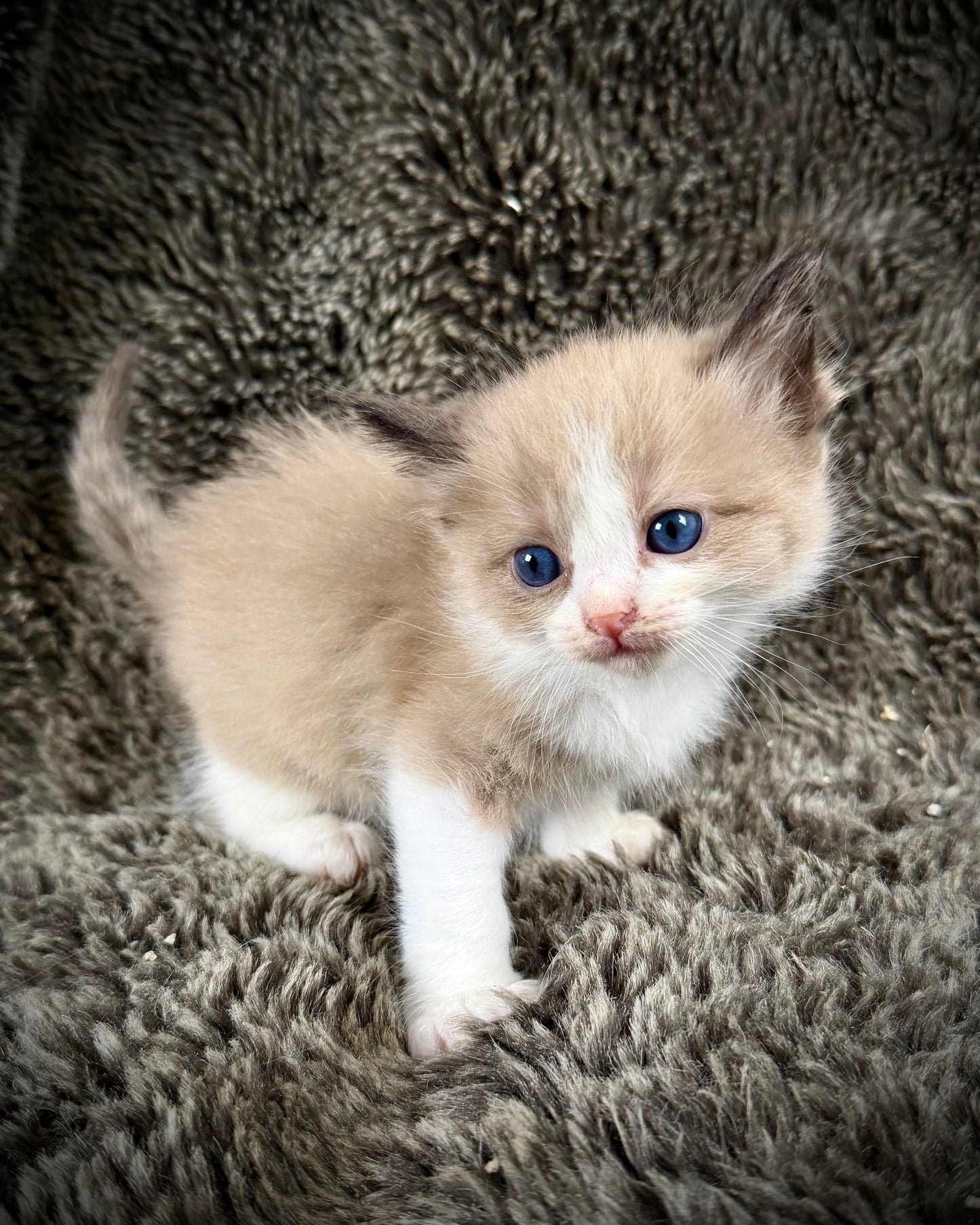 PICASSO  - MALE  - seal bicolor sepia/Mink