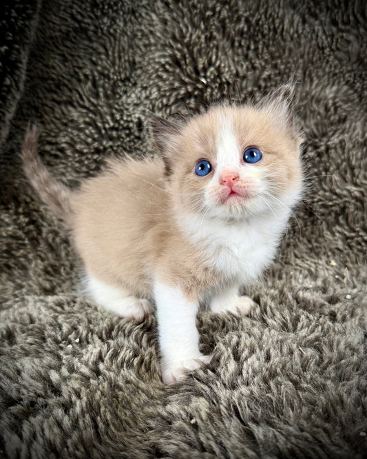 PICASSO  - MALE  - seal bicolor sepia/Mink