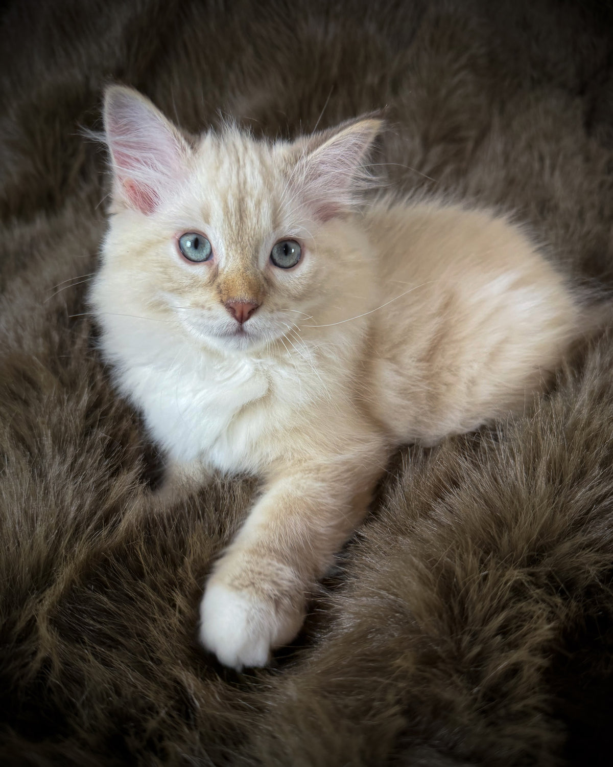 Star   - MALE  - chocolate mink lynx mitted