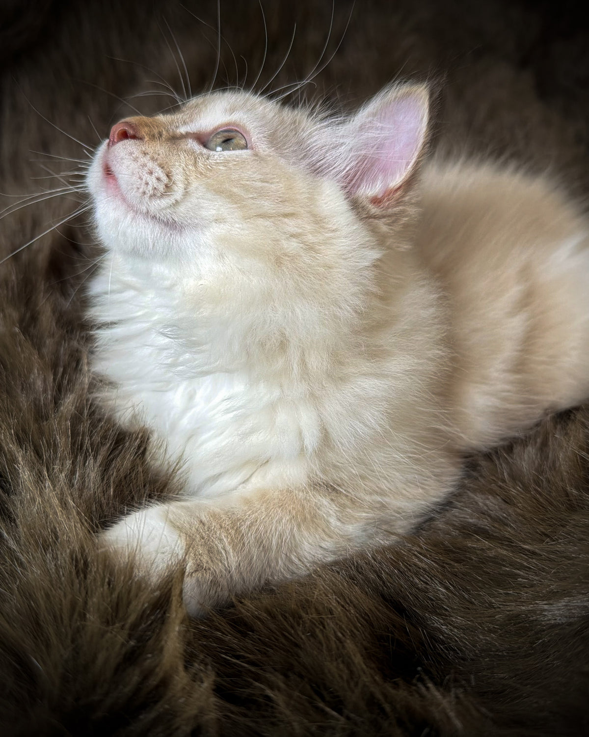 Star   - MALE  - chocolate mink lynx mitted