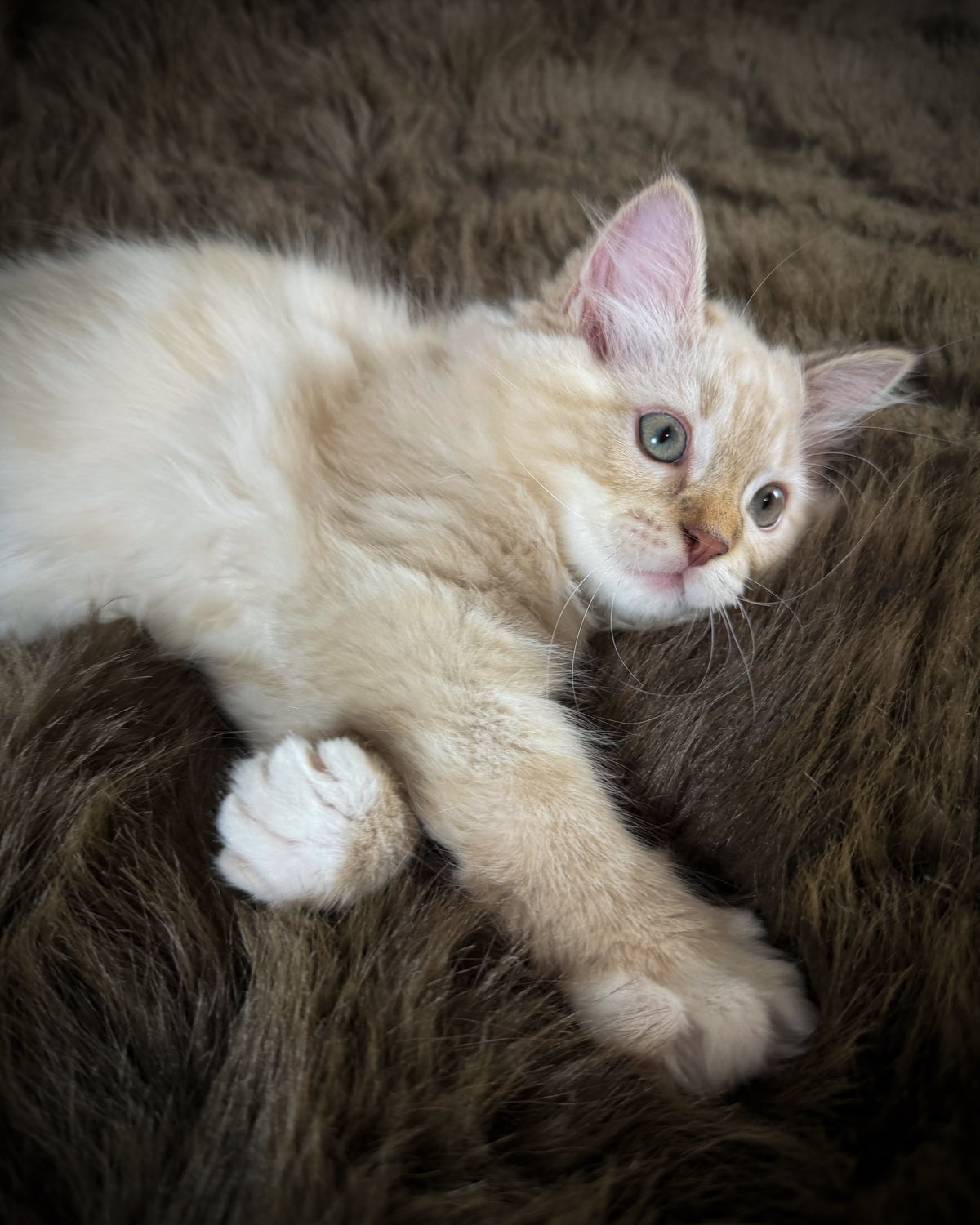 Star   - MALE  - chocolate mink lynx mitted