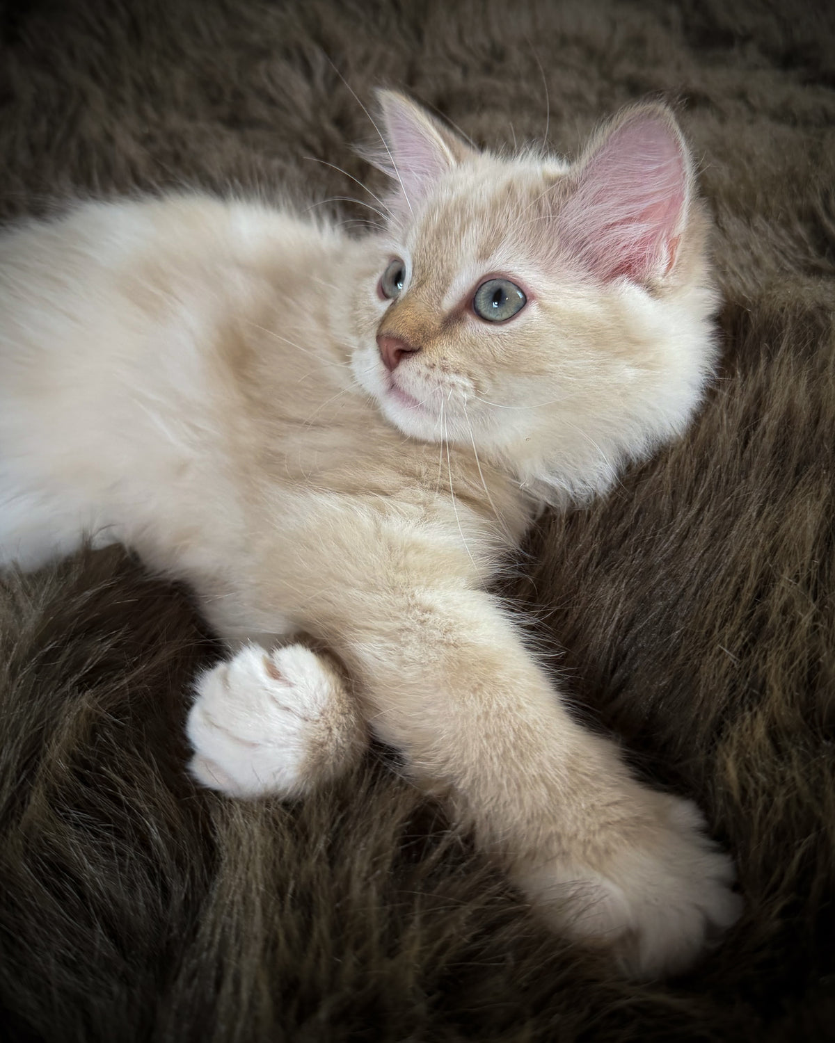 Star   - MALE  - chocolate mink lynx mitted