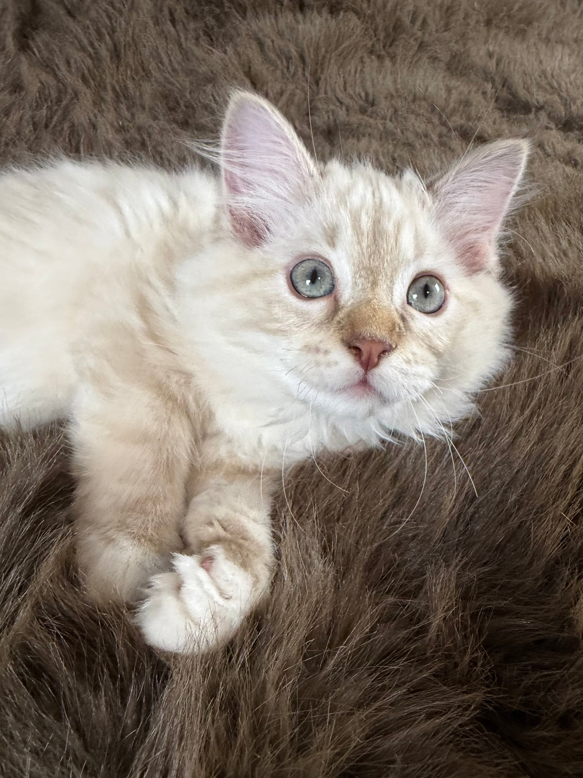 Star   - MALE  - chocolate mink lynx mitted