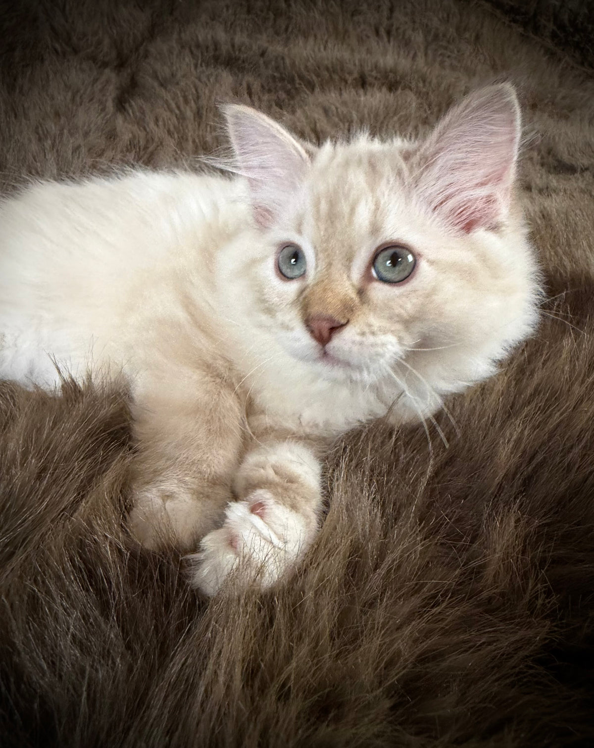 Star   - MALE  - chocolate mink lynx mitted