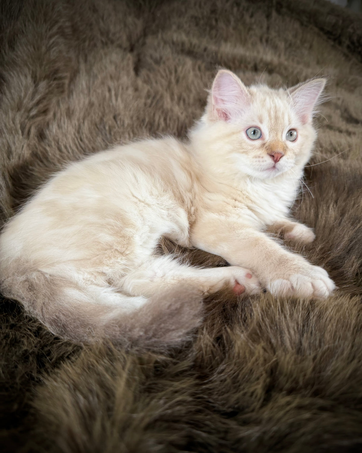 Star   - MALE  - chocolate mink lynx mitted