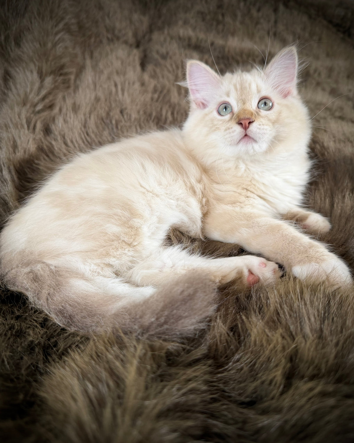 Star   - MALE  - chocolate mink lynx mitted