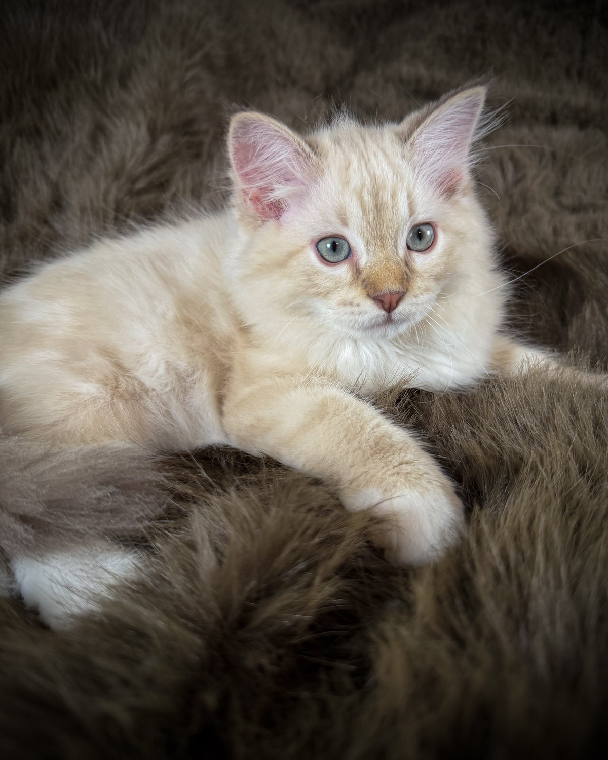 Star   - MALE  - chocolate mink lynx mitted