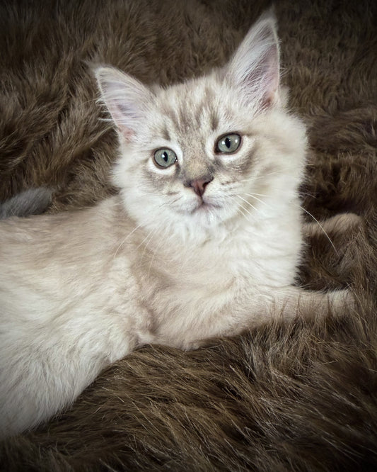 Țiger - MALE  - Blue Sepia Lynx