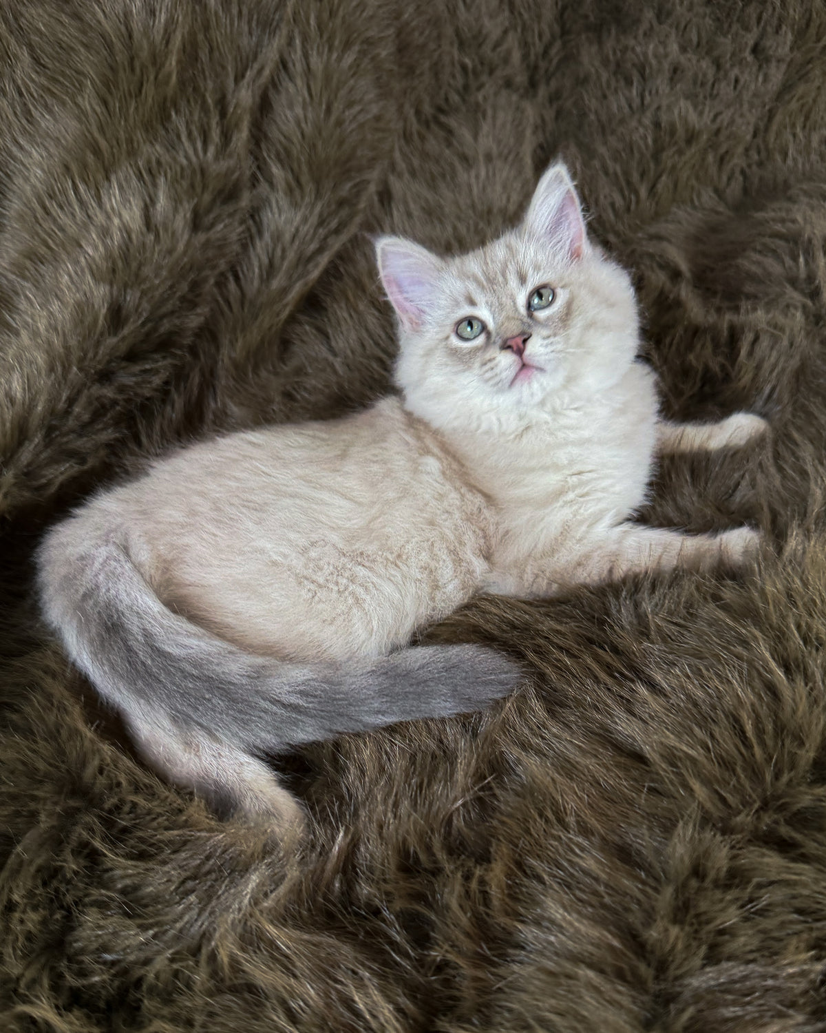 Țiger - MALE  - Blue Sepia Lynx