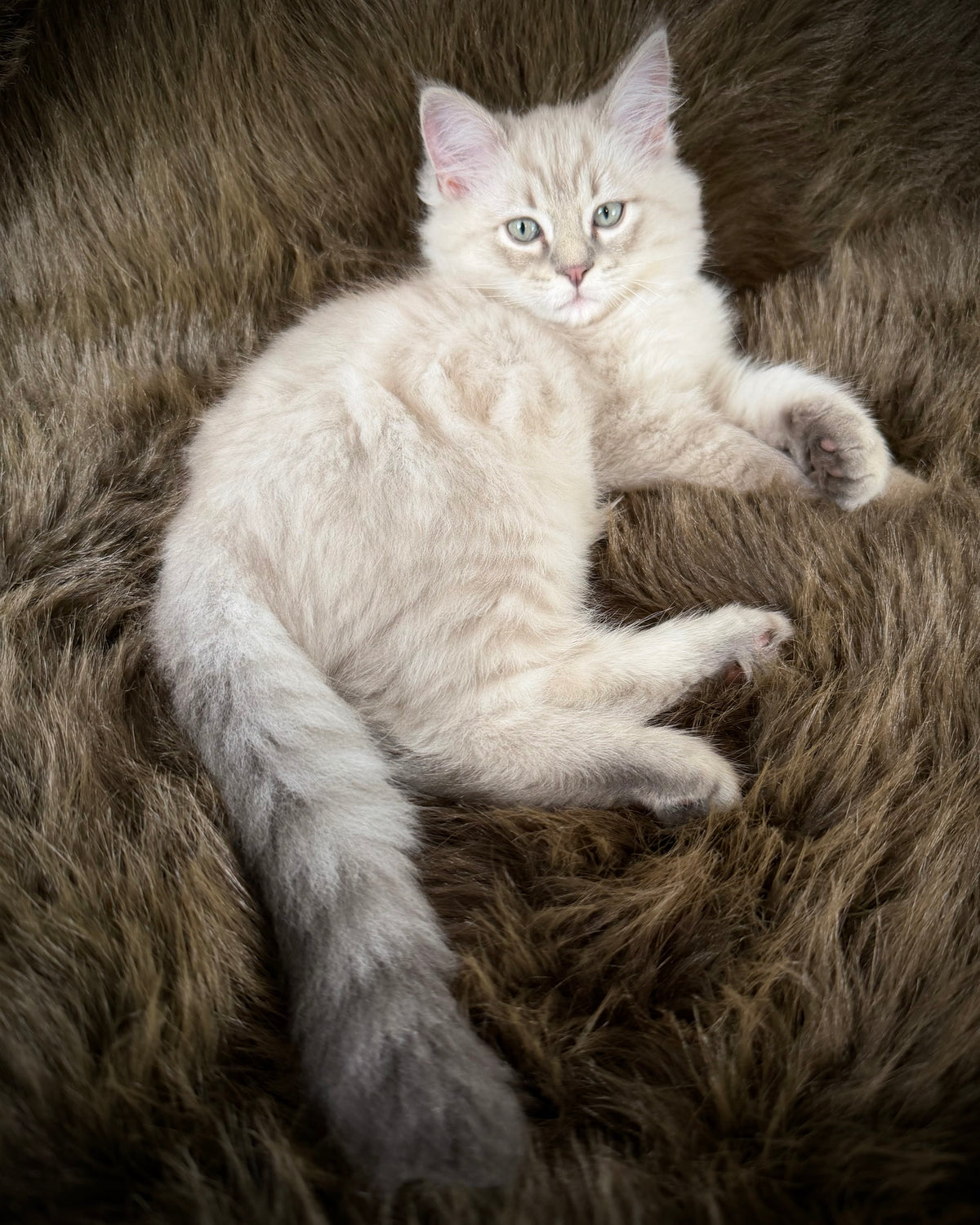 Țiger - MALE  - Blue Sepia Lynx