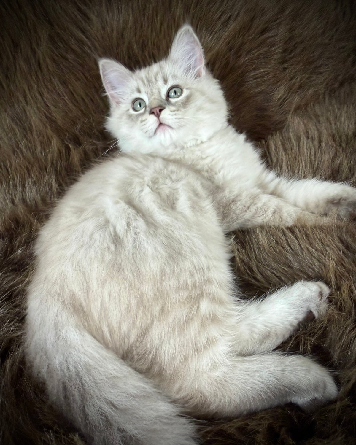 Țiger - MALE  - Blue Sepia Lynx