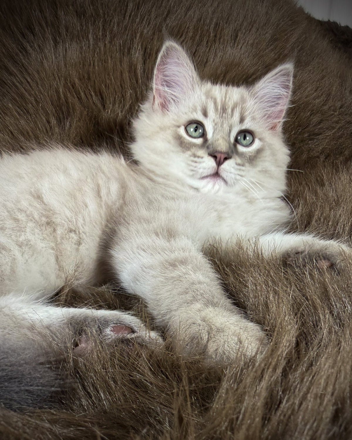 Țiger - MALE  - Blue Sepia Lynx