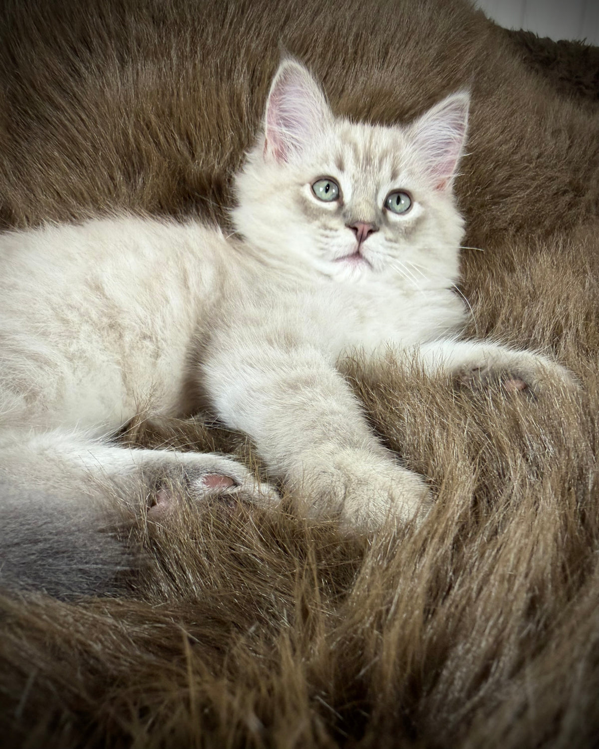 Țiger - MALE  - Blue Sepia Lynx