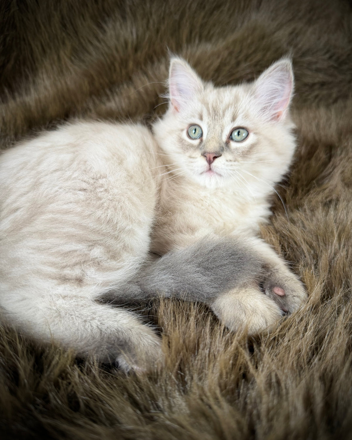Țiger - MALE  - Blue Sepia Lynx