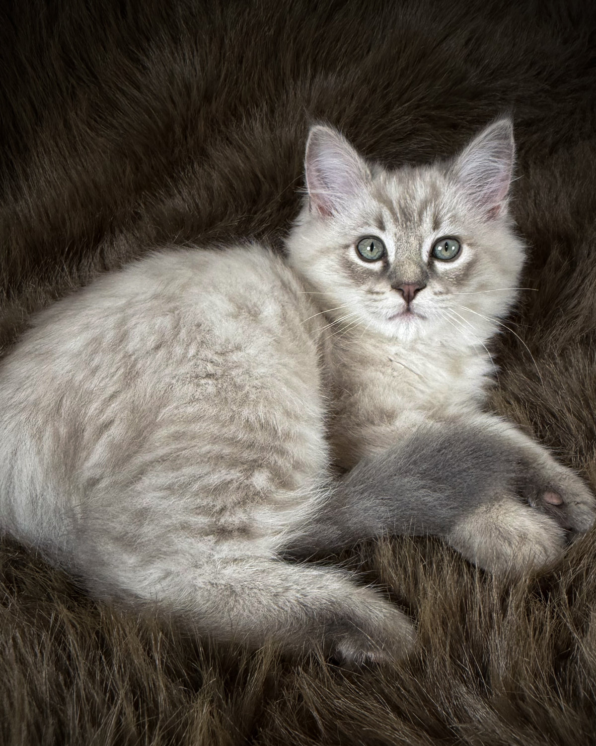 Țiger - MALE  - Blue Sepia Lynx