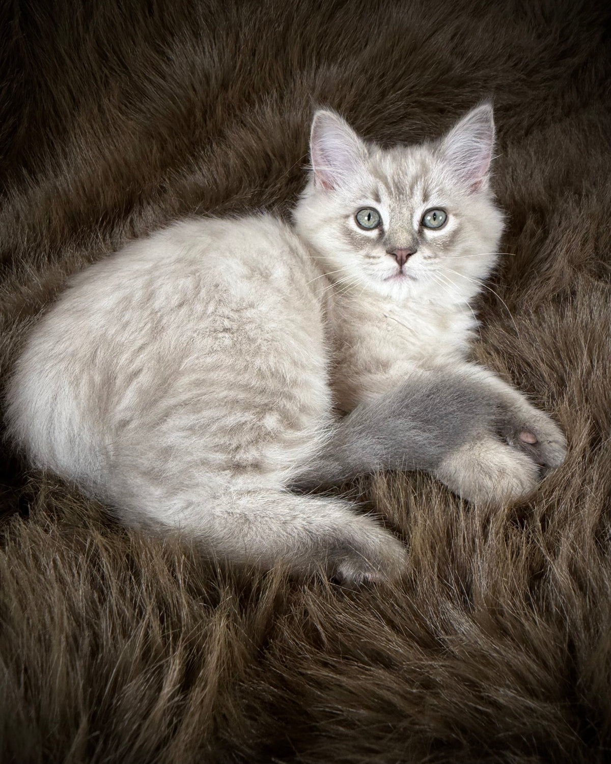 Țiger - MALE  - Blue Sepia Lynx