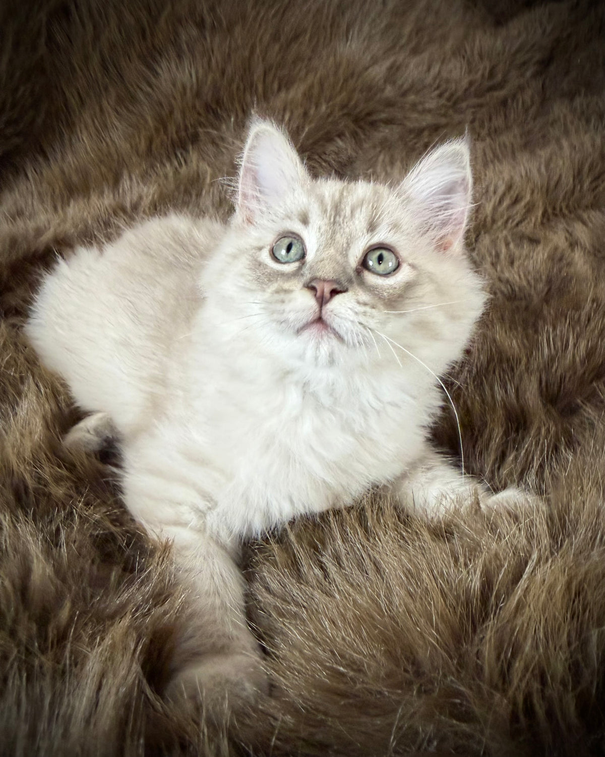 Țiger - MALE  - Blue Sepia Lynx