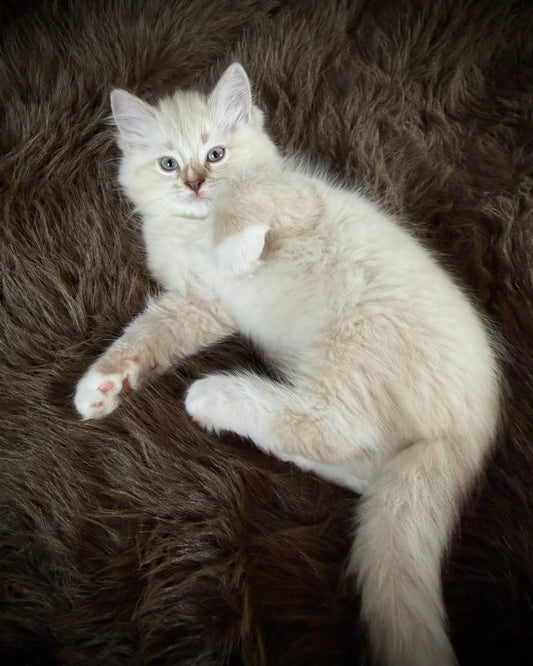 Mr Mellow - MALE  - chocolate mink lynx mitted