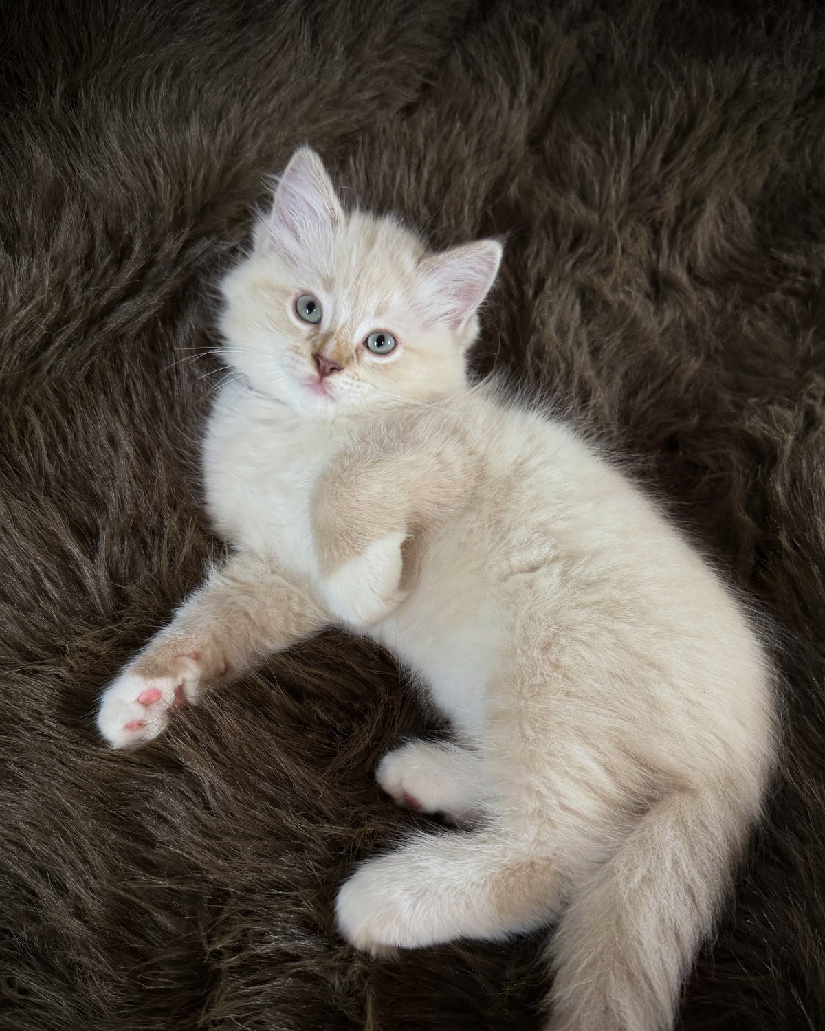 Mr Mellow - MALE  - chocolate mink lynx mitted