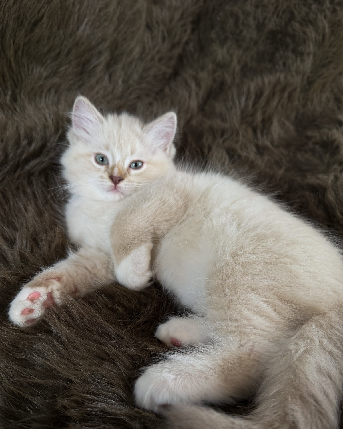 Mr Mellow - MALE  - chocolate mink lynx mitted