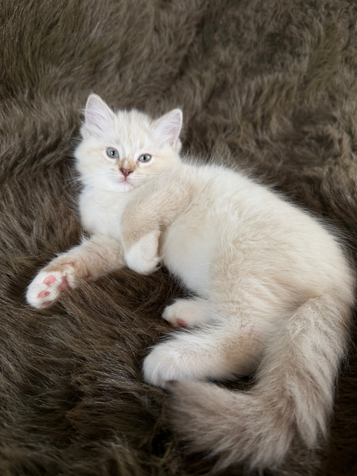 Mr Mellow - MALE  - chocolate mink lynx mitted