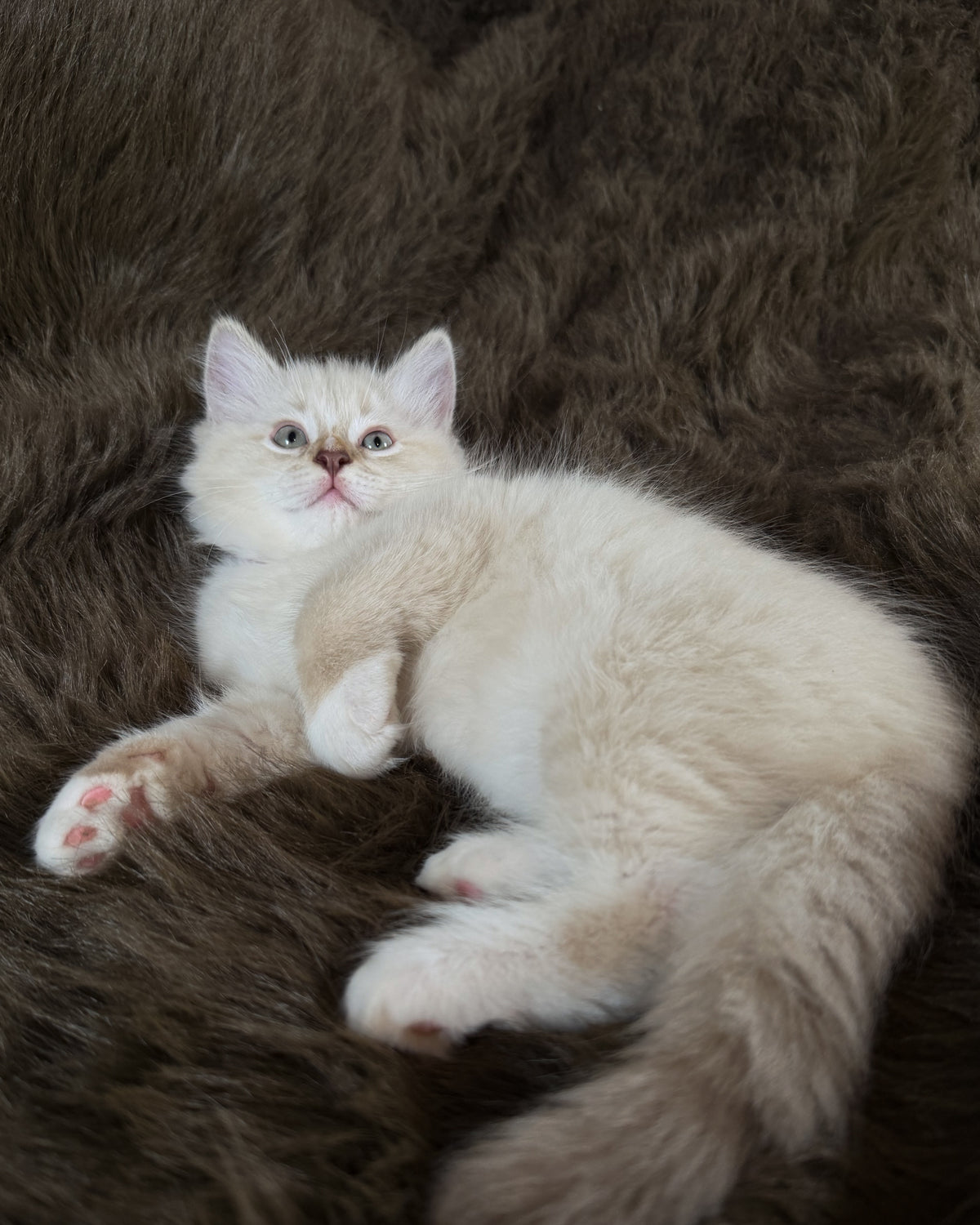 Mr Mellow - MALE  - chocolate mink lynx mitted