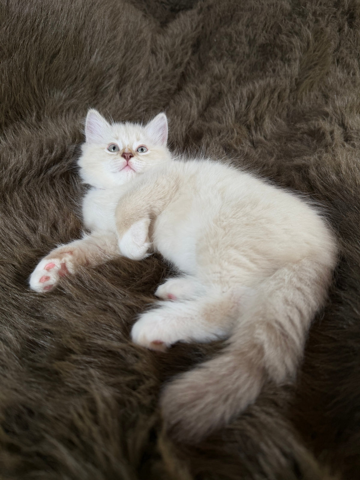 Mr Mellow - MALE  - chocolate mink lynx mitted