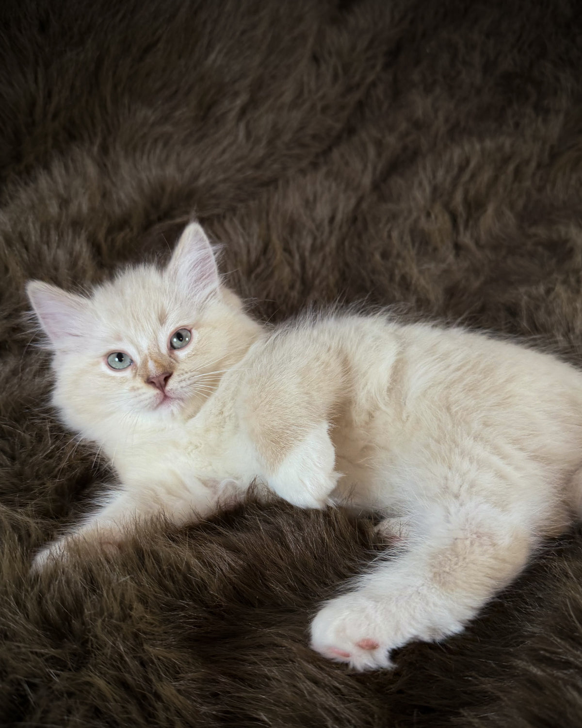 Mr Mellow - MALE  - chocolate mink lynx mitted