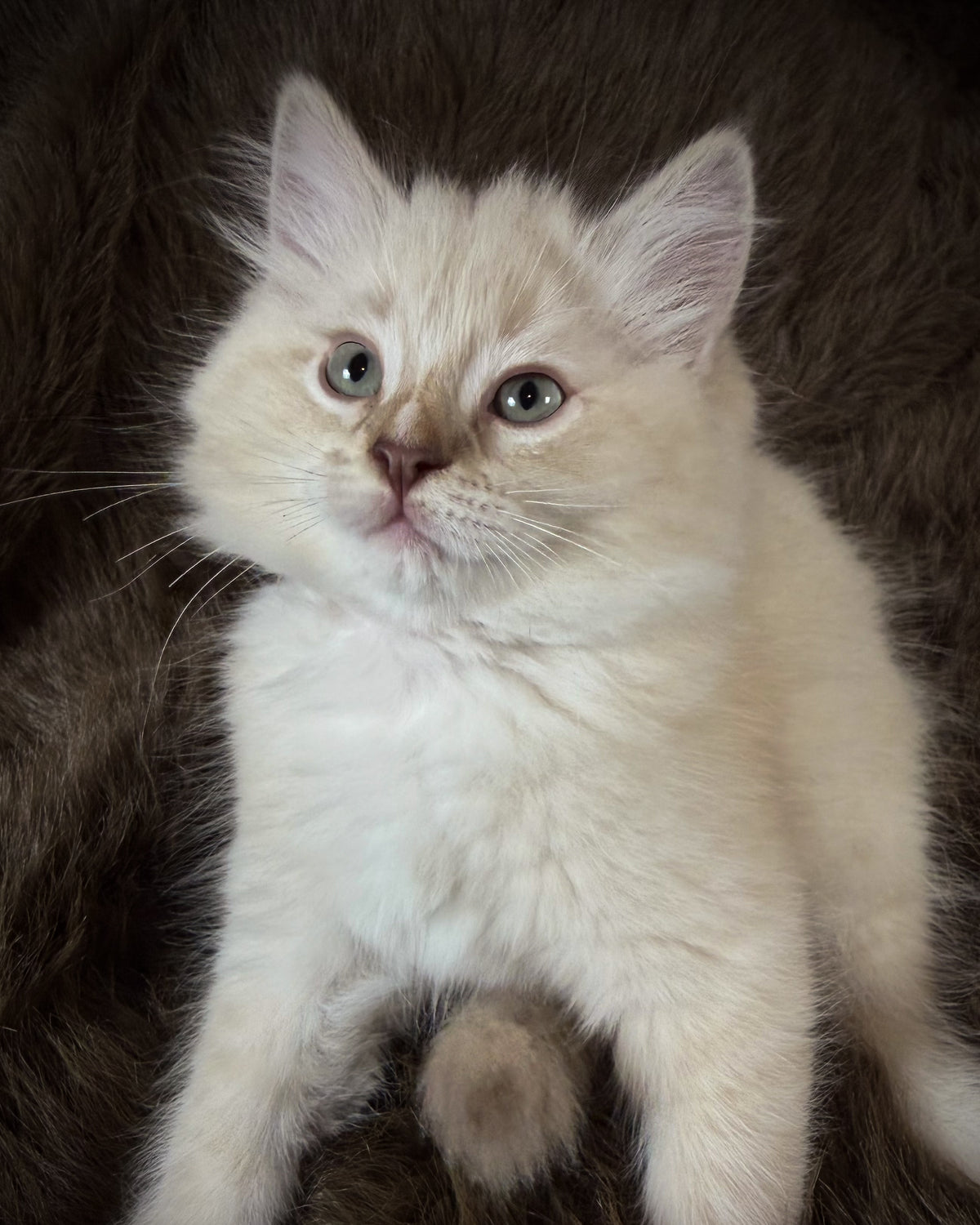 Mr Mellow - MALE  - chocolate mink lynx mitted