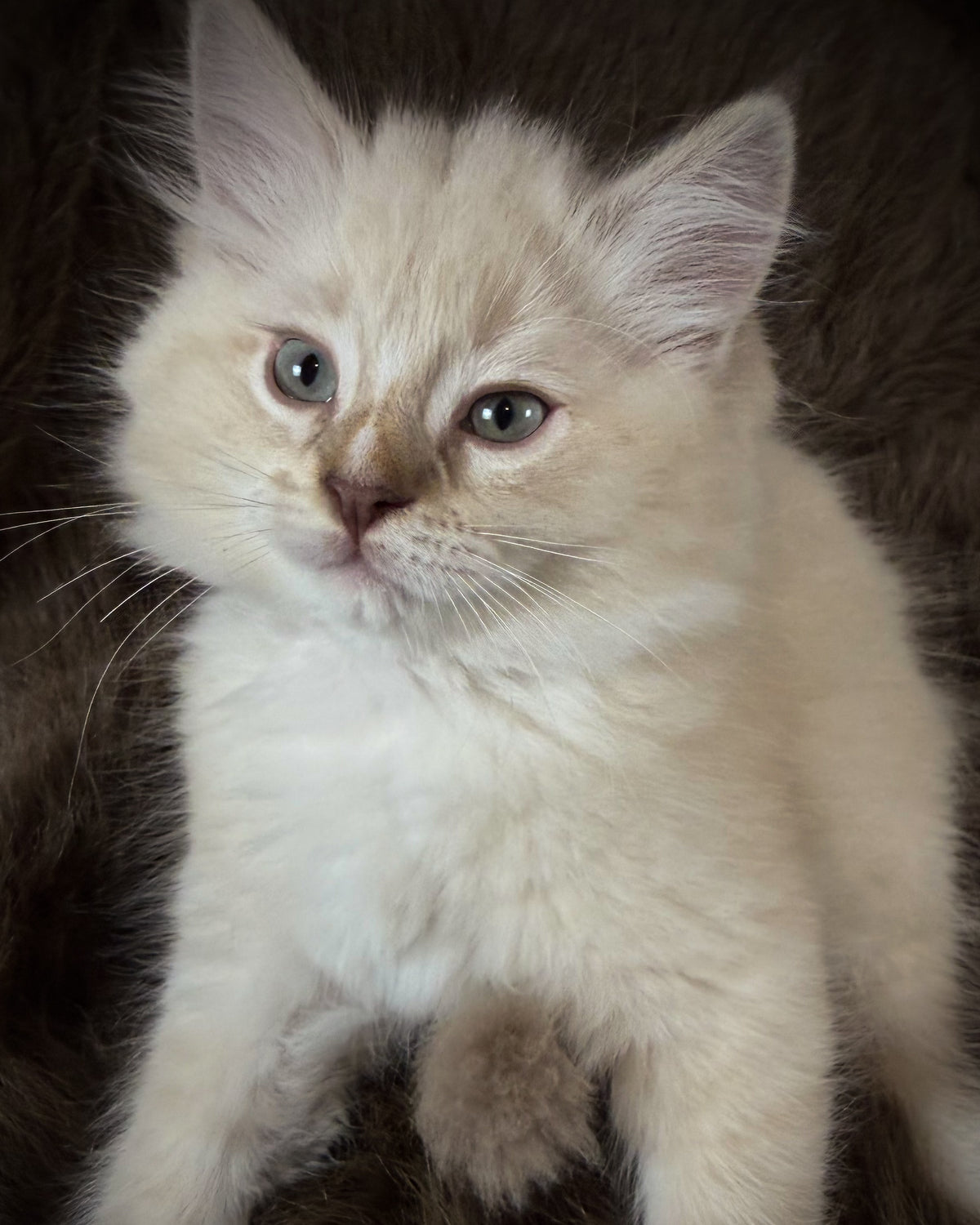 Mr Mellow - MALE  - chocolate mink lynx mitted