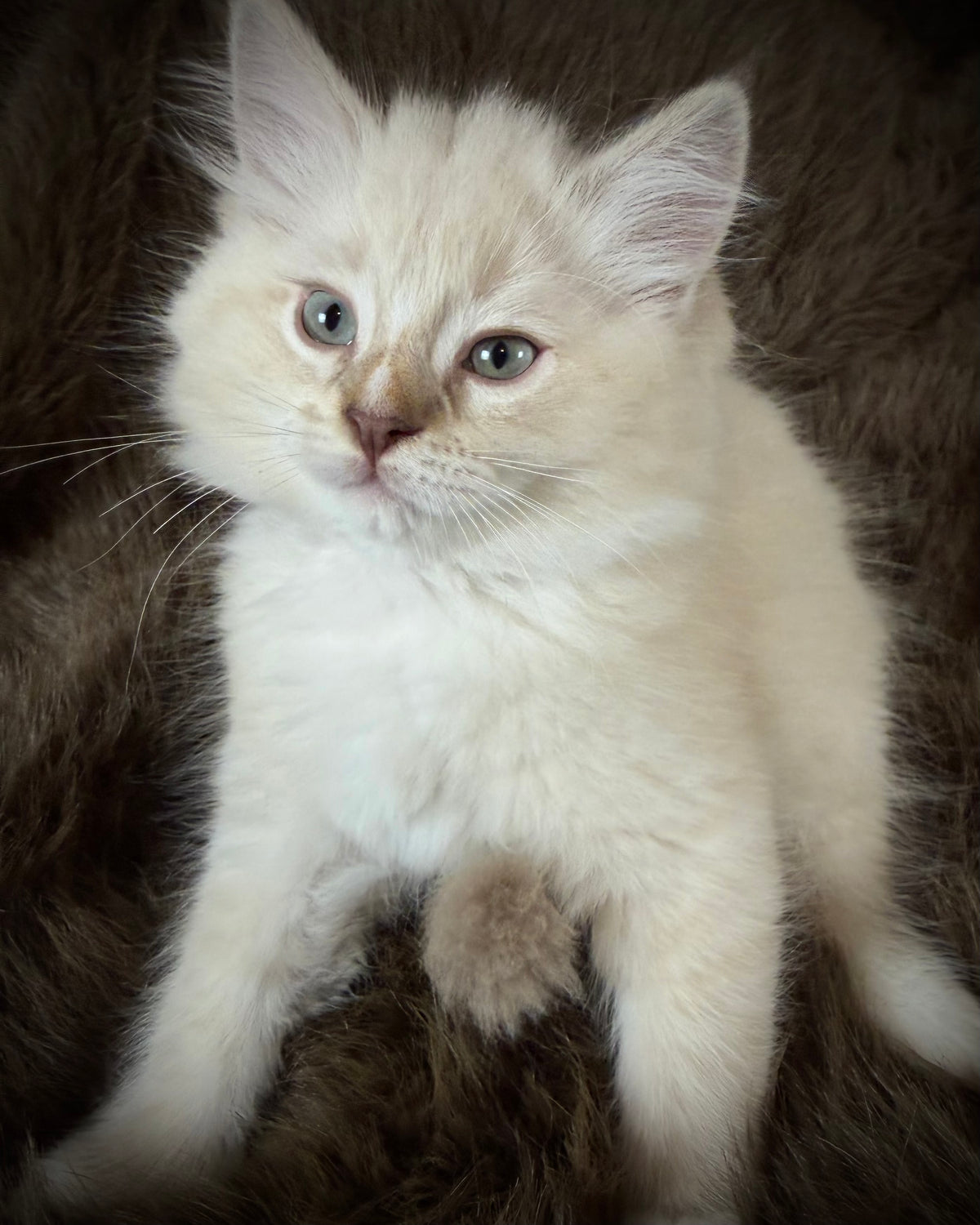 Mr Mellow - MALE  - chocolate mink lynx mitted