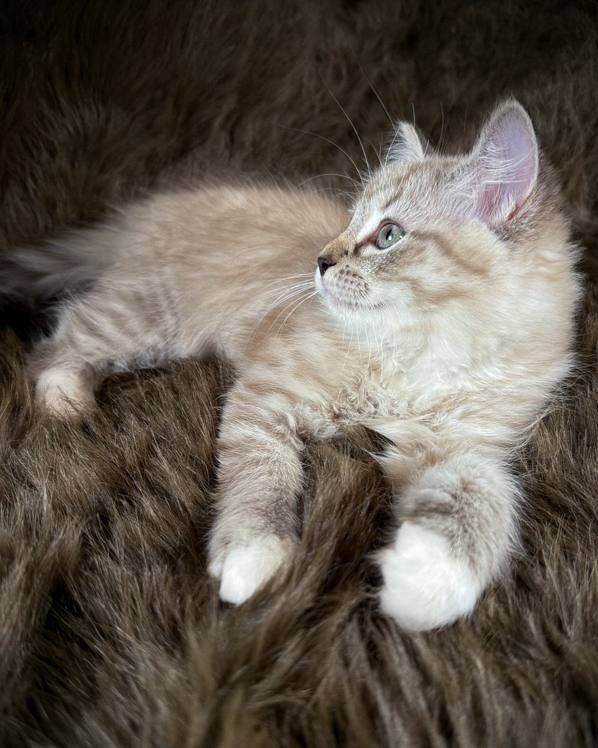 Nociolla   - FEMALE  - Seal Sepia Lynx Mitted