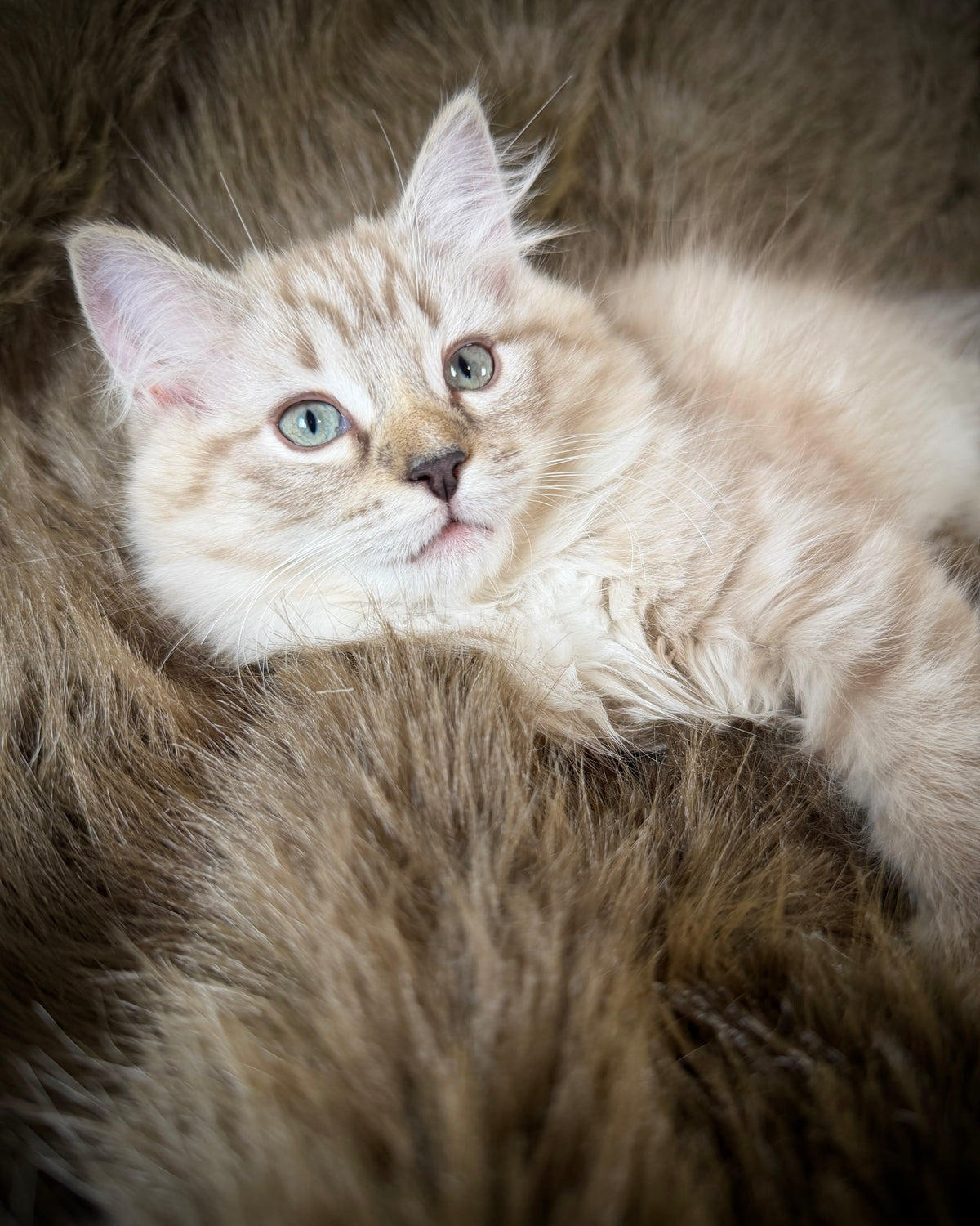 Nociolla   - FEMALE  - Seal Sepia Lynx Mitted