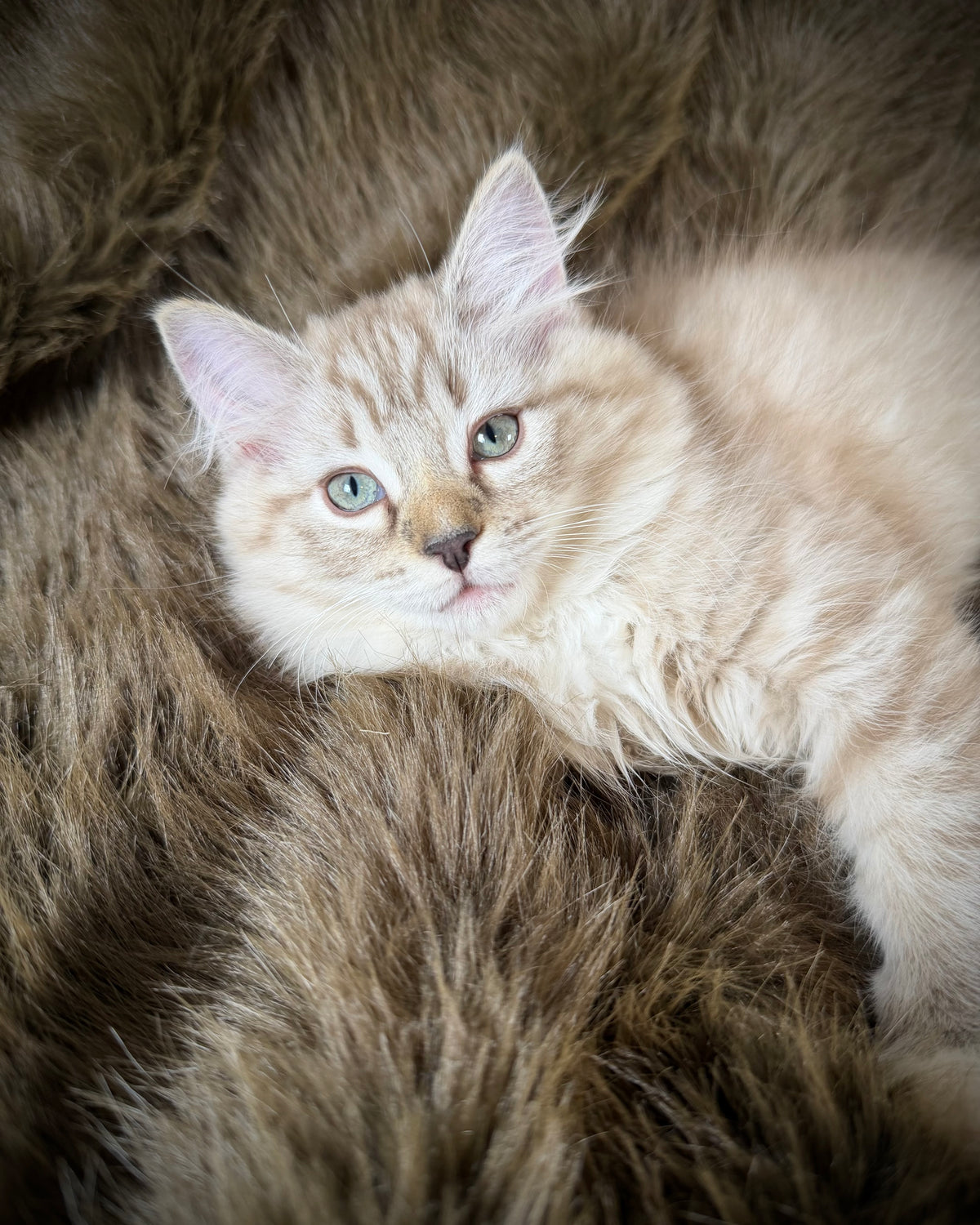 Nociolla   - FEMALE  - Seal Sepia Lynx Mitted