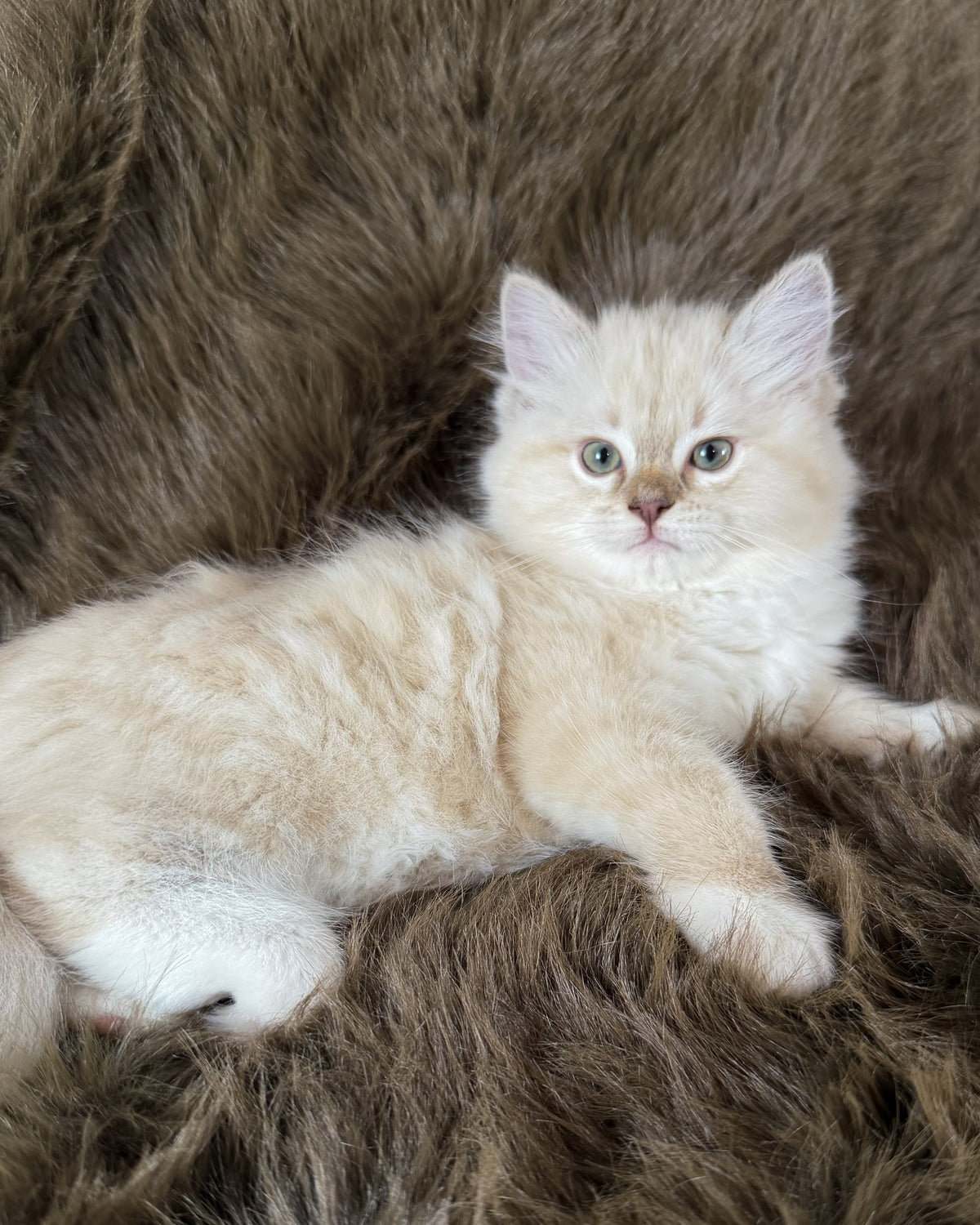 Violetta   - FEMALE  - Chocolate Mink Lynx Mitted