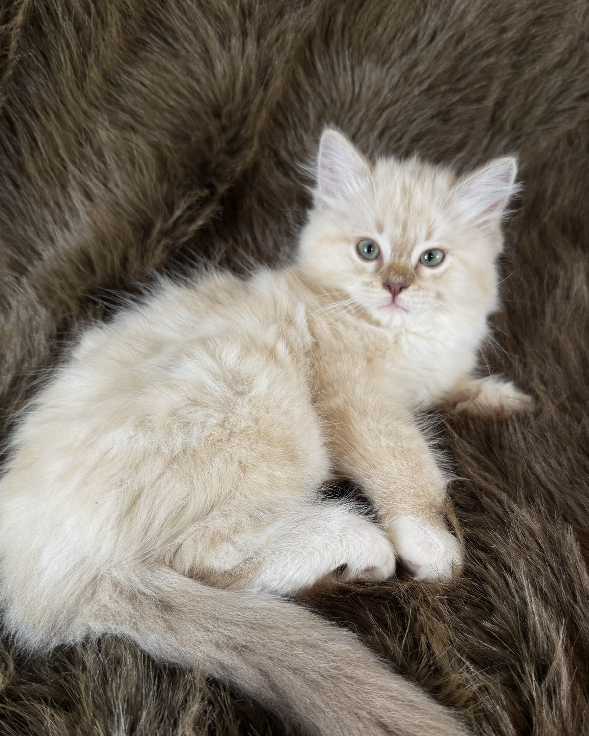 Violetta   - FEMALE  - Chocolate Mink Lynx Mitted