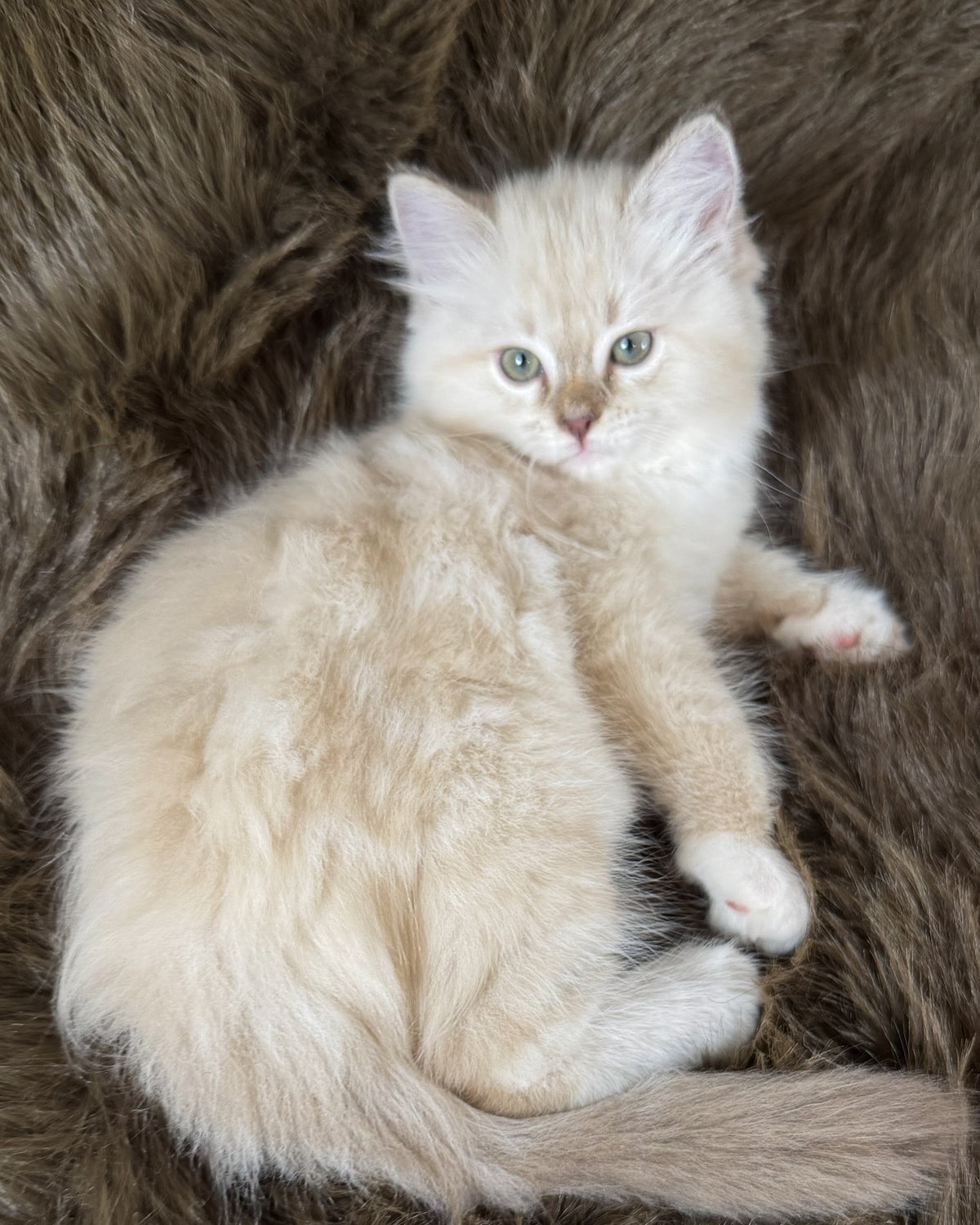 Violetta   - FEMALE  - Chocolate Mink Lynx Mitted