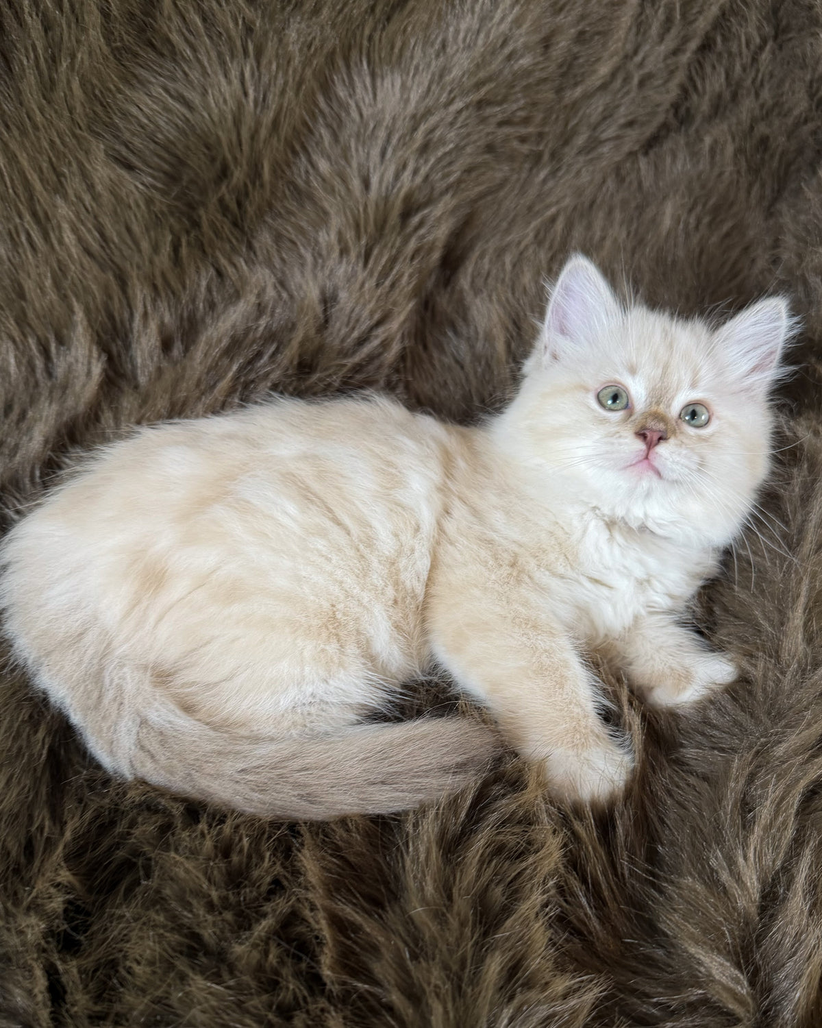 Violetta   - FEMALE  - Chocolate Mink Lynx Mitted