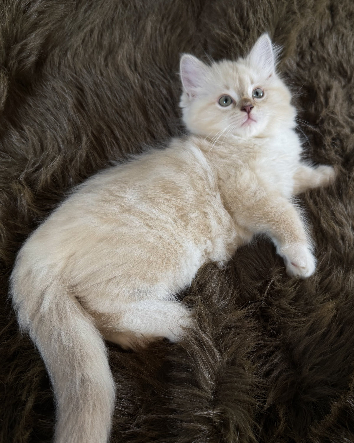 Violetta   - FEMALE  - Chocolate Mink Lynx Mitted