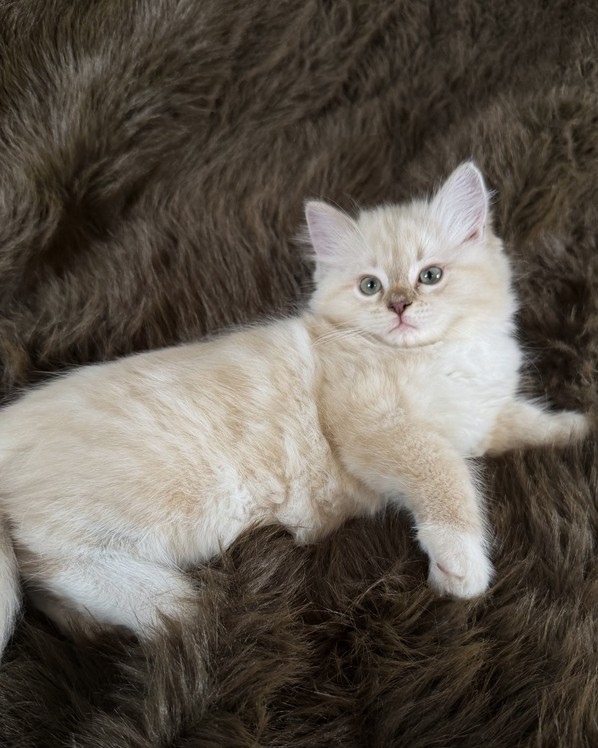Violetta   - FEMALE  - Chocolate Mink Lynx Mitted