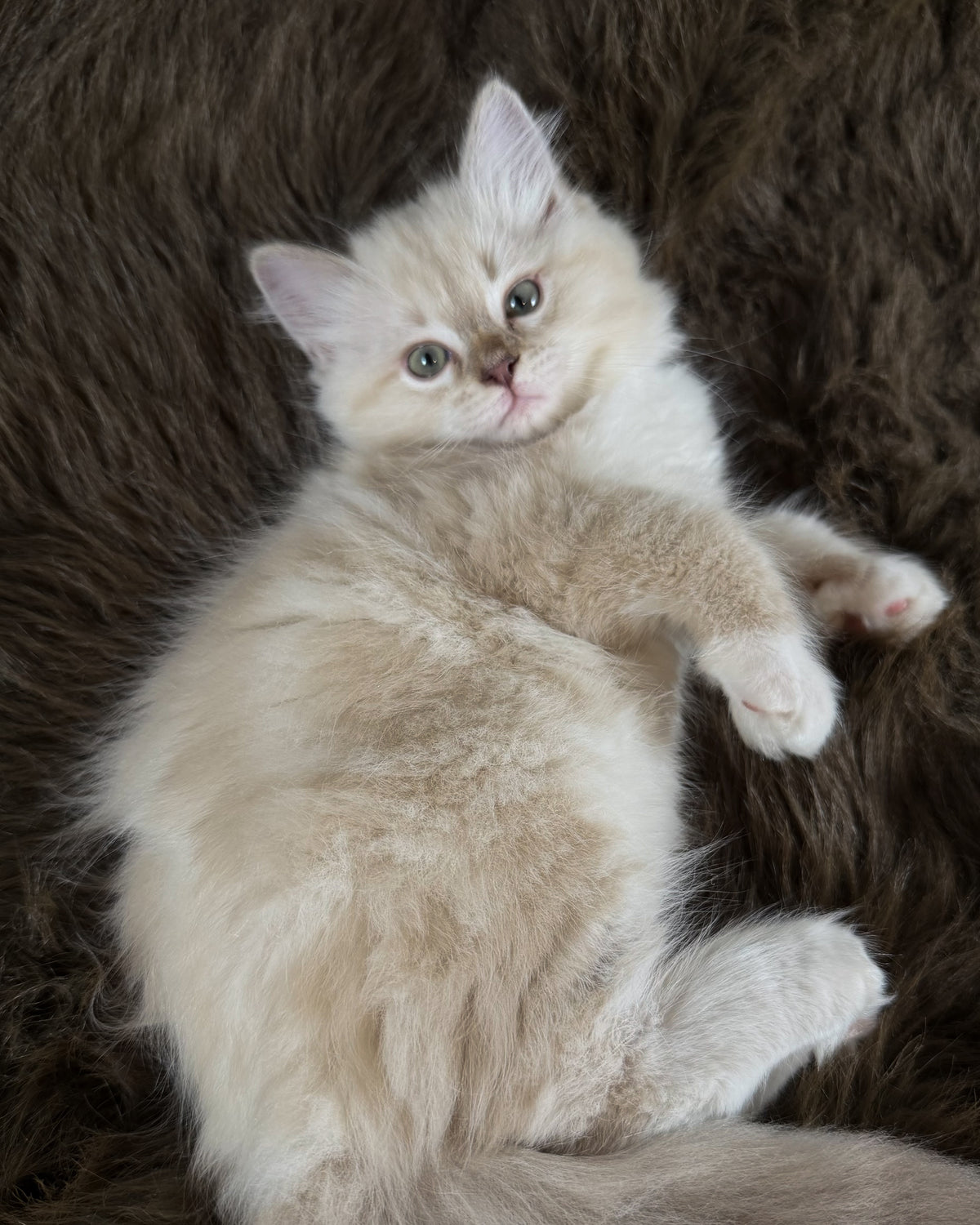 Violetta   - FEMALE  - Chocolate Mink Lynx Mitted