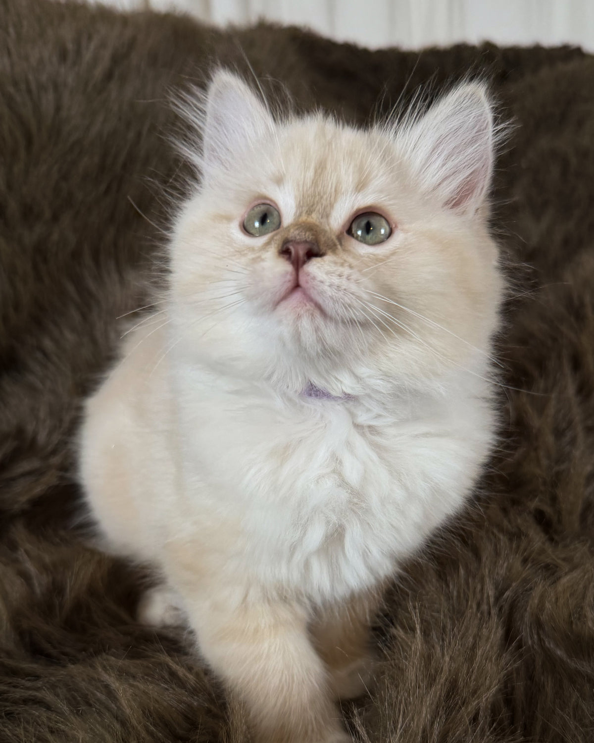 Violetta   - FEMALE  - Chocolate Mink Lynx Mitted