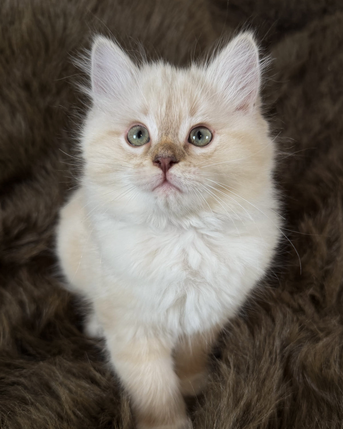 Violetta   - FEMALE  - Chocolate Mink Lynx Mitted